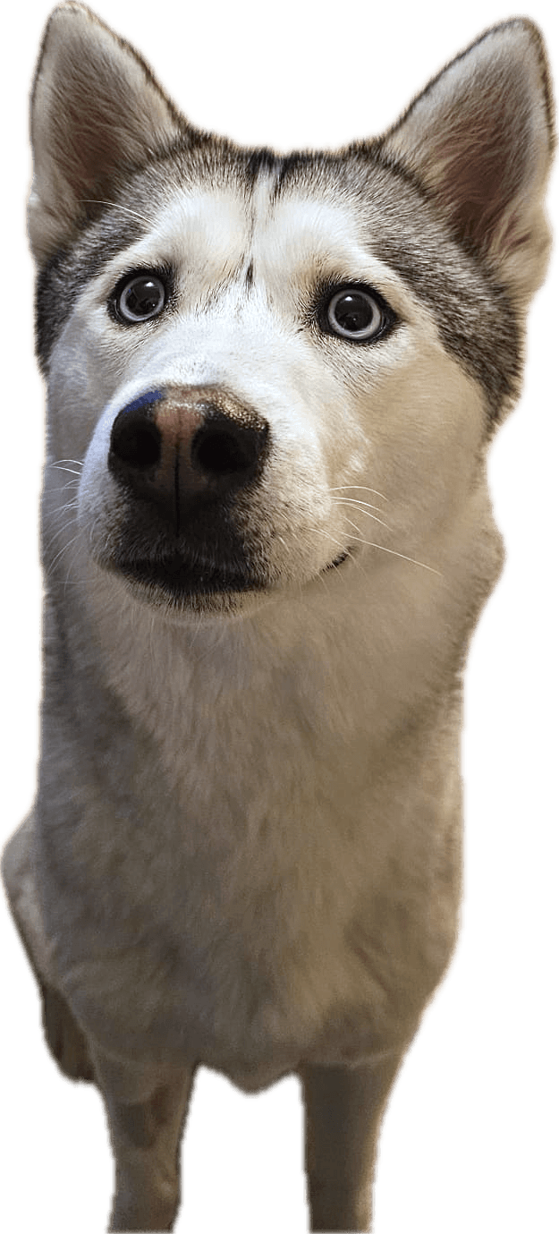 Winter, onze husky-tester